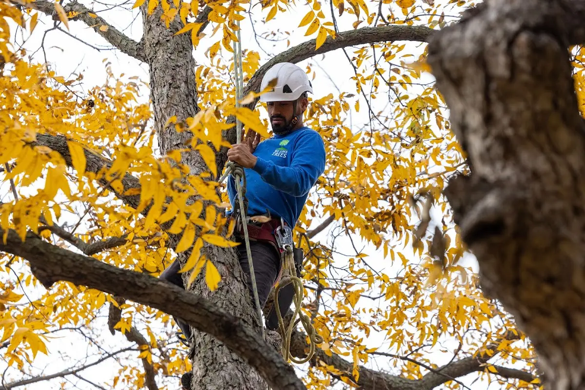Skilled Storm Damage Cleanup crew working in Owenton